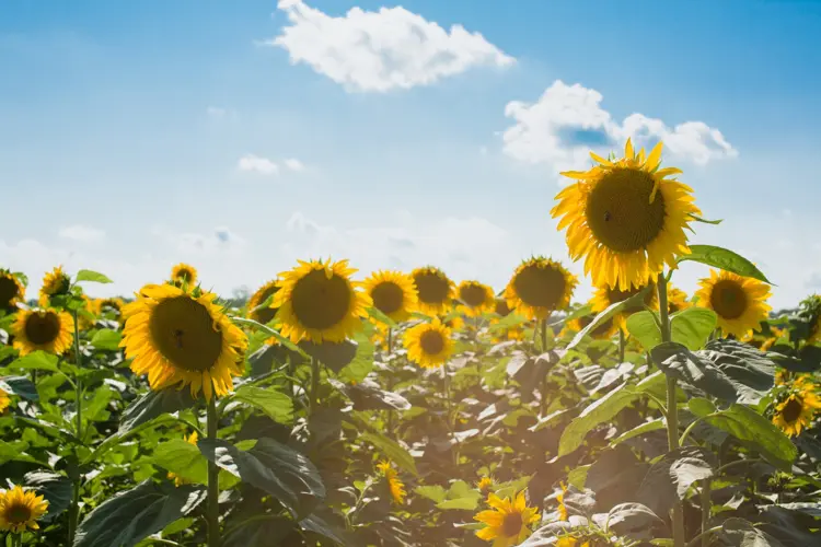 Court prather 765195 unsplash &bull; planes al aire libre en verano para disfrutar en familia